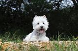 WESTIE 078